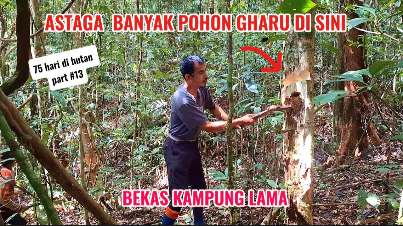 SEMAKIN BANYAK KAMI TEMUKAN POHON GHARU bekas kampung lama suku asli kalimantan PART #13