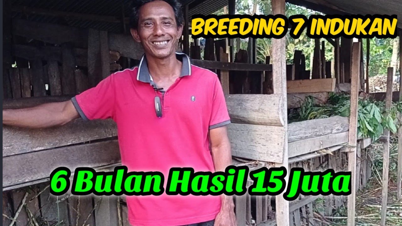 NO HOAX❗❗ CUKUP 7 INDUKAN KAMBING SETIAP 6 BULAN KEUNTUNGAN 15 JUTA