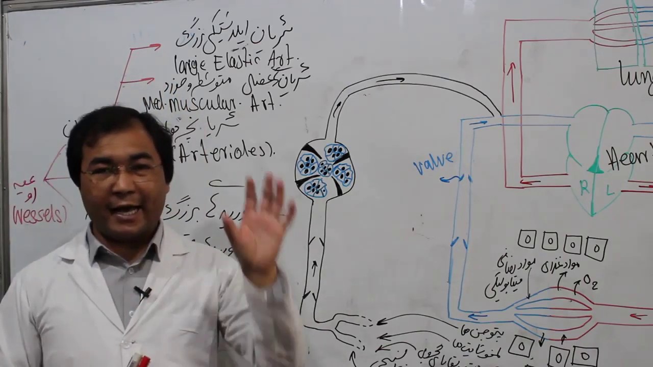 Anatomy|Cardiovascular system| cardiac|Vessels|Lymphatic System|lecture 10| اناتومی سیستم قلبی وعایی