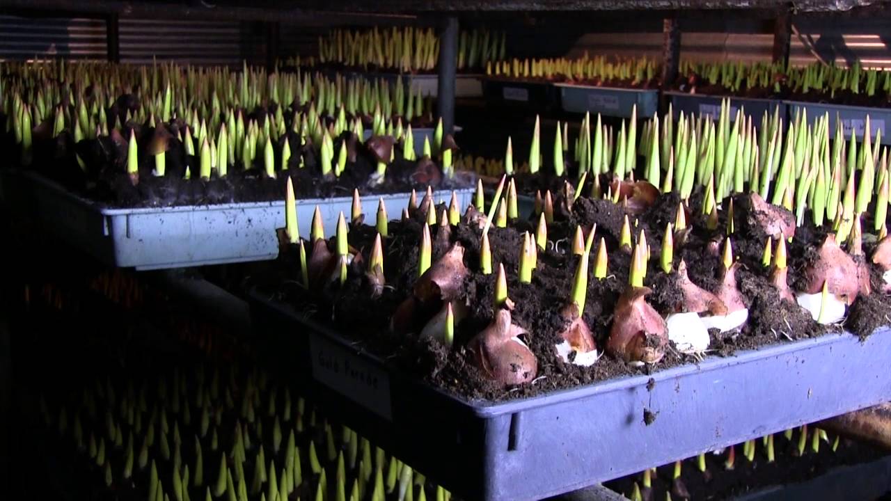 Rönne trädgård egen tulpanodling