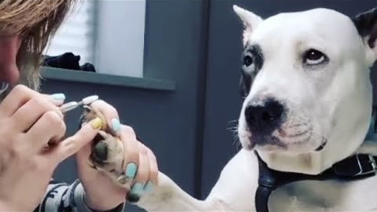 Los mejores videos divertidos de PERROS de 2024 😬