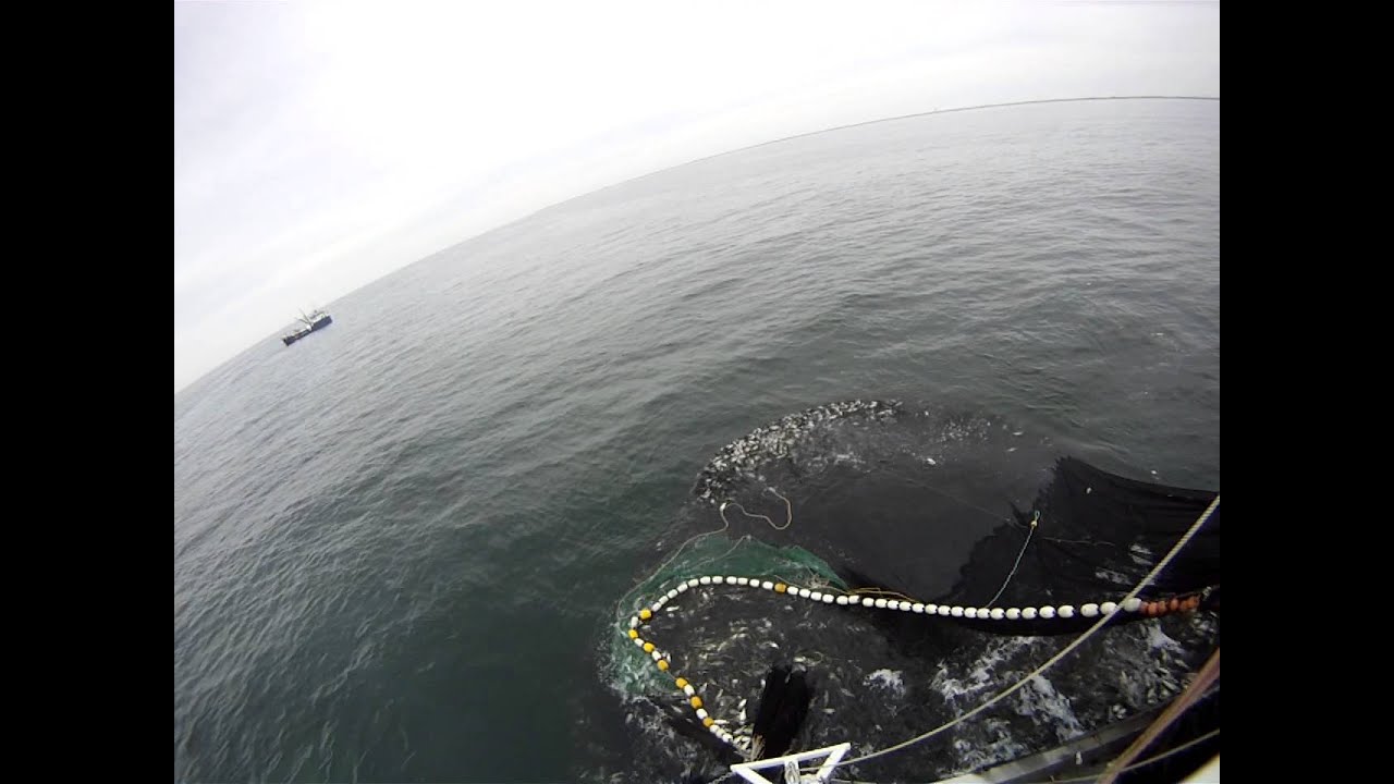 Purse seining for Atlantic Menhaden aka bunker off of Cape May NJ