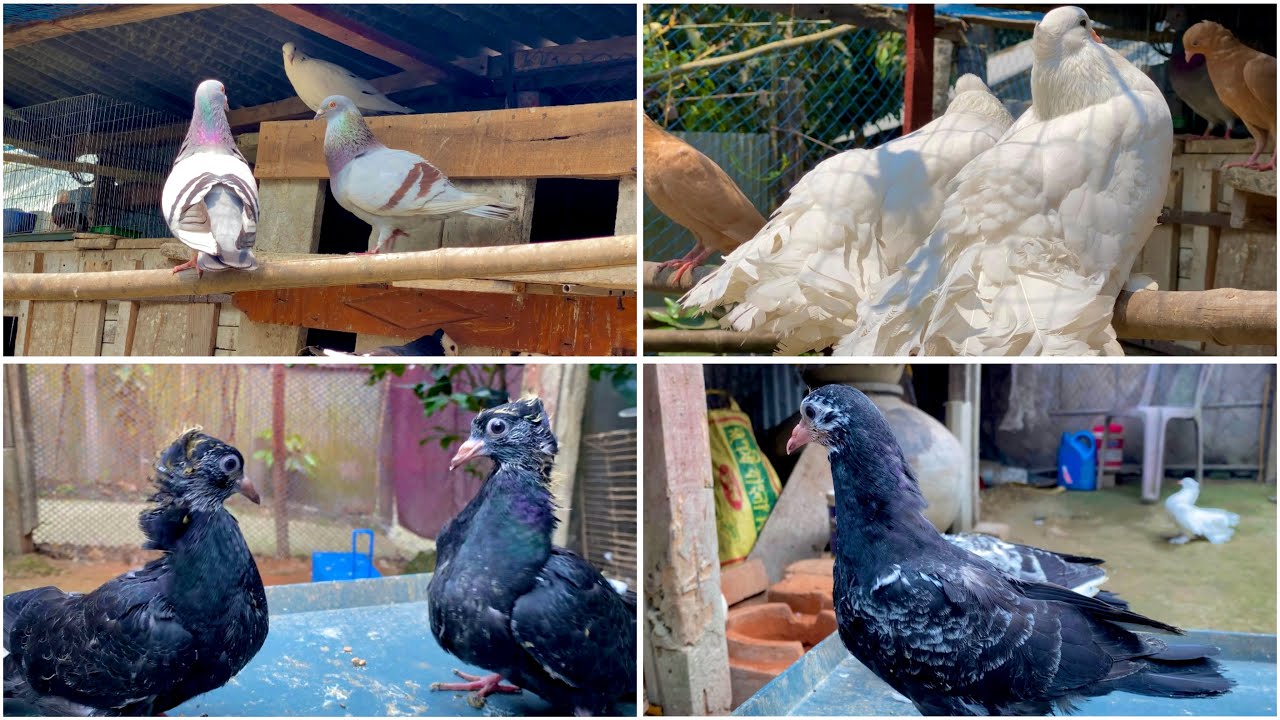 খামারে নতুন পোষা প্রাণী নিয়ে আসছি | Bird lover 