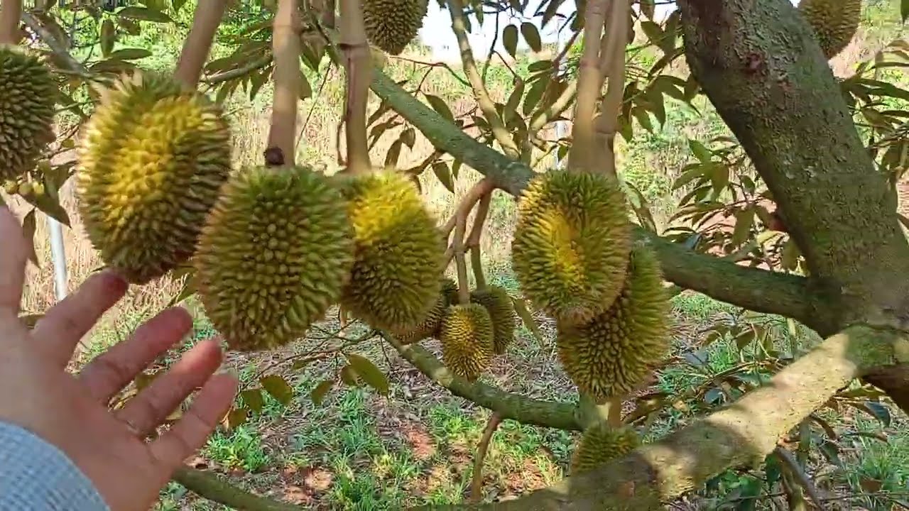 Góp Ý Về : Cách Tưới Nước Cho Sầu Riêng Giải Đoạn Xổ Nhụy Và Sau Xổ Nhụy.