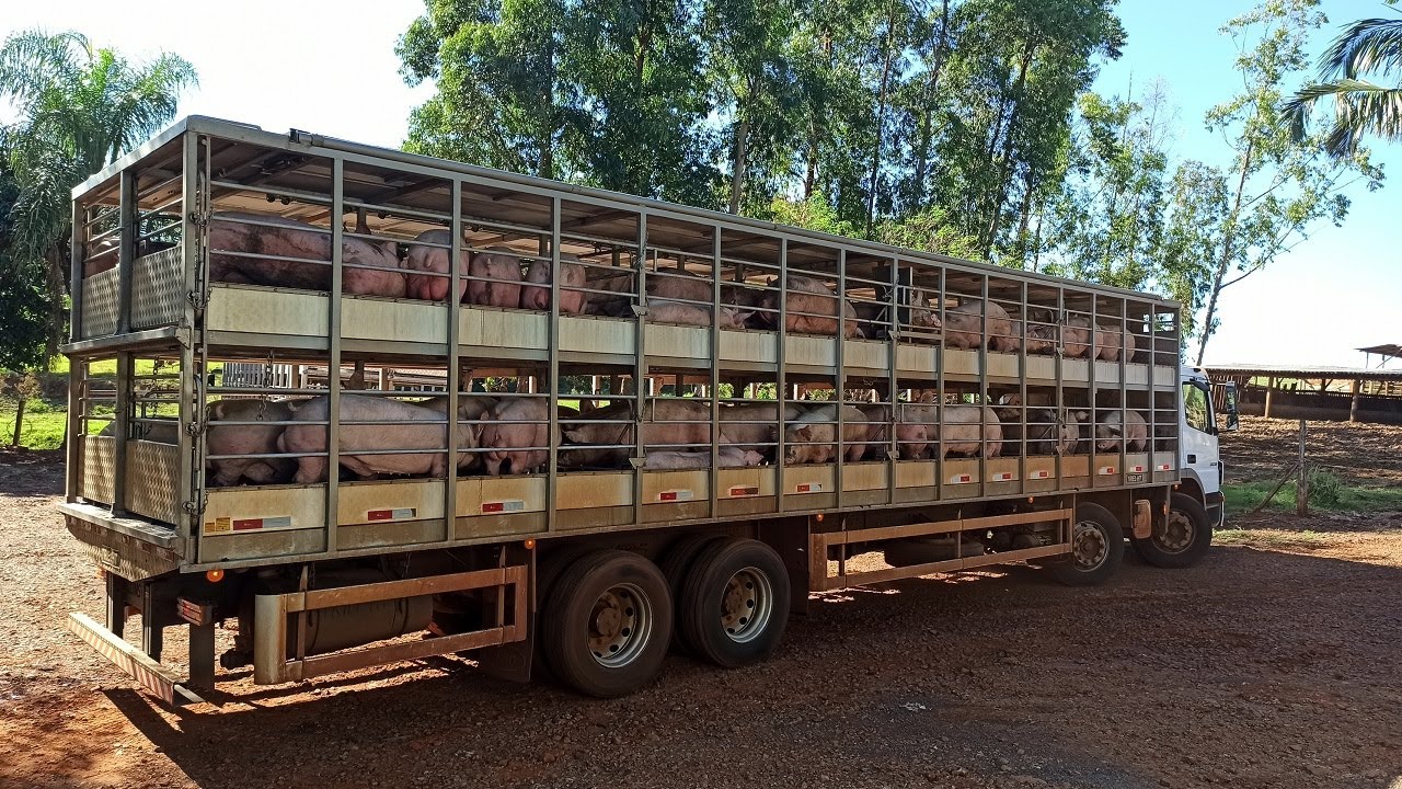 CARREGAMENTO DE SUÍNOS 🐷