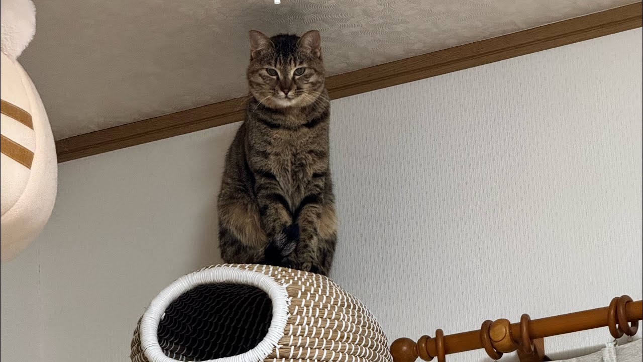 よりパパ【しゃあ猫団 ch.】 がライブ配信中！