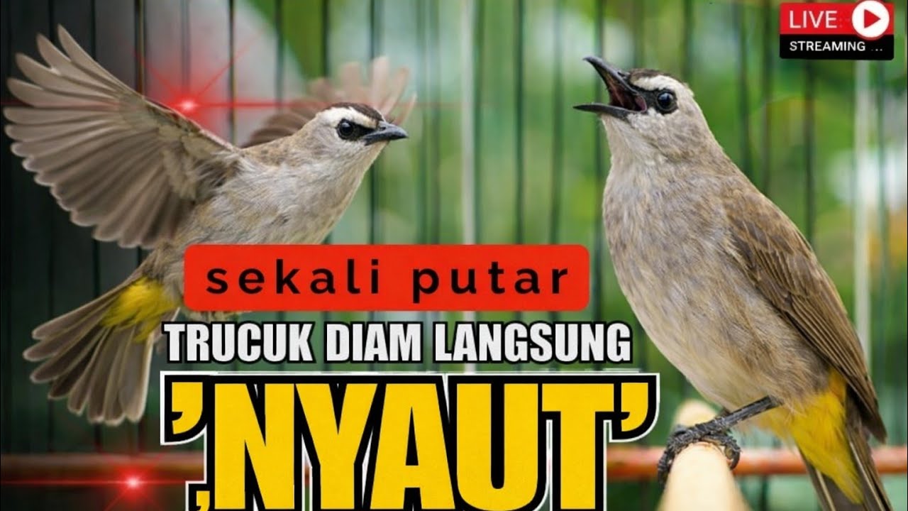  MASTERAN TRUCUKAN GACOR ROPEL PANJANG COCOK UNTUK TERAPI