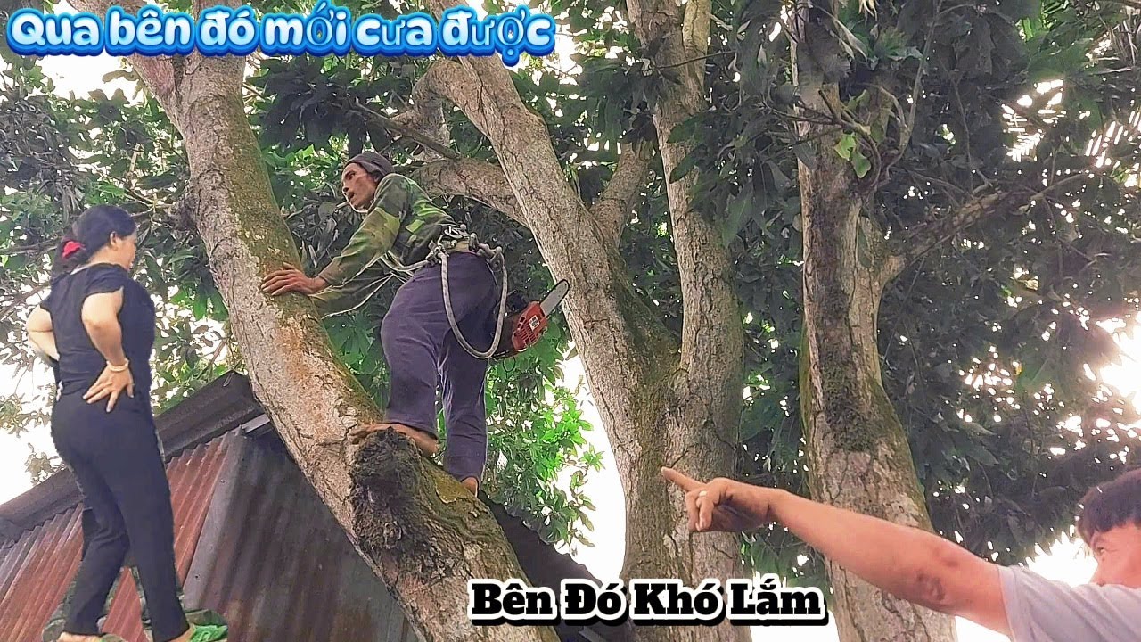 Cưa cây Xoài siêu khủng, tàn lớn gần nhà / Sawing down a giant mango tree near my house | P58