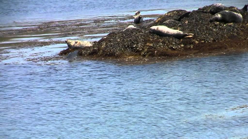Countryfile Goes to Bardsey