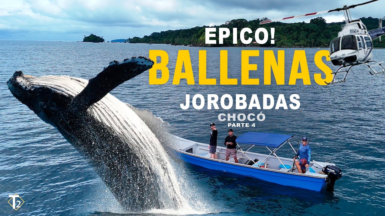Las BALLENAS JOROBADAS aparecieron mientras pescábamos 