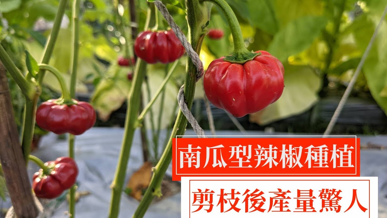 南瓜型辣椒的剪枝與牽引教學，讓果實長的大又多 | 阿星種植