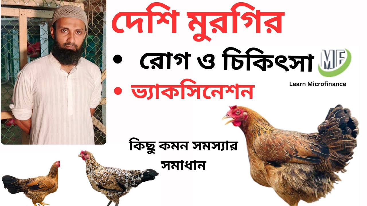 দেশি মুরগির রোগ ও চিকিৎসা, ভ্যাকসিনেশন, কিছু কমন সমস্যার সমাধান। #দেশি_মুরগি