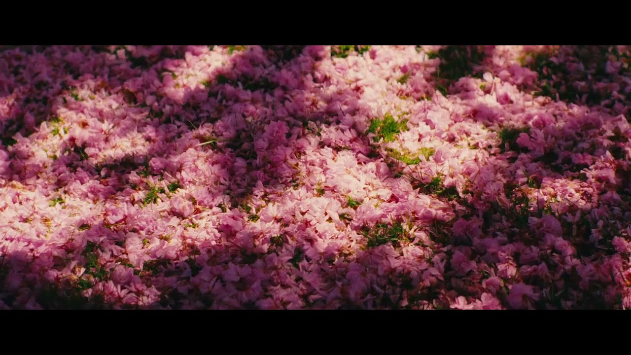 Cherry Blossoms - (Shot on Sony FX6 with Blazar Remus Anamorphic)