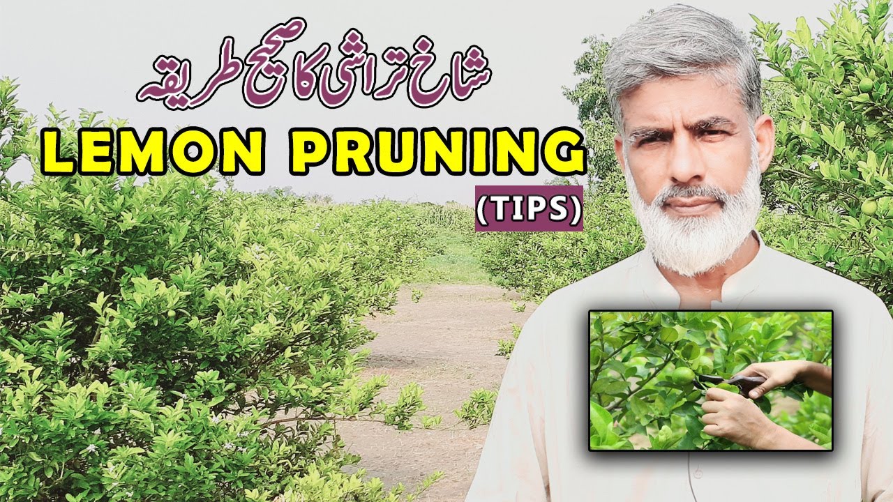 Lemon Plant Ki Pruning Kese Krain || Best time Aur Month || Murad Ali Rehmani