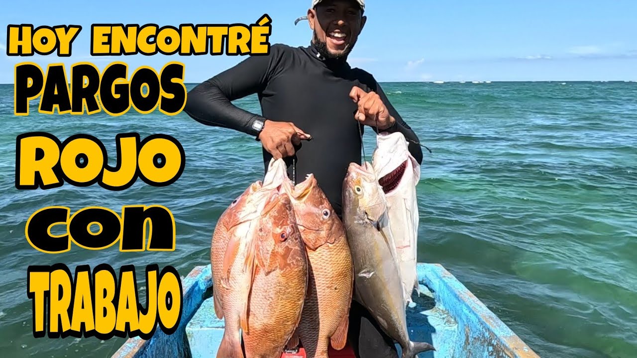 HOY PESQUE ALGUNOS PARGO ROJOS  CON MUCHO TRABAJO Y PUDE CONSEGUIR  DOS MEDREGALES