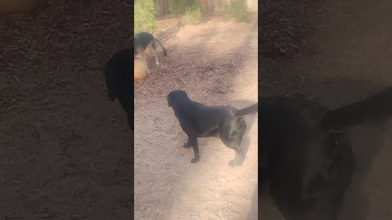German Shepherd destroys her new toy in less then 10 seconds 