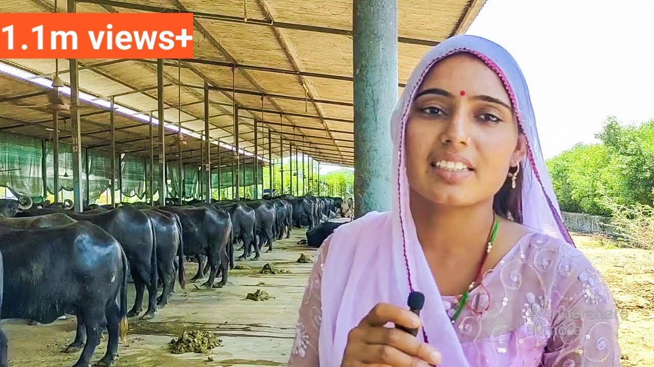 डेयरी फार्म का सेट कैसे बनाएं 112 भैसों का #jafarabadi #buffalo #priyanka #dinu #dairy #farming