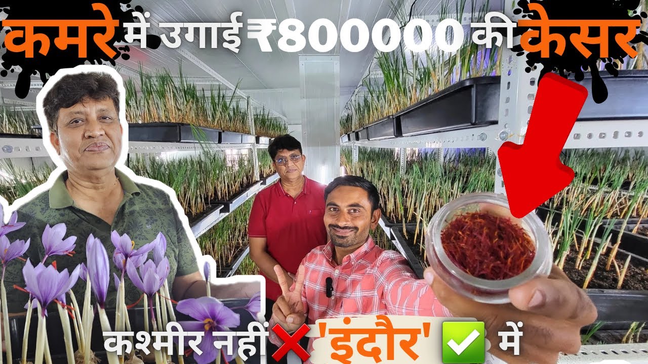 छोटे कमरे में उगाया 8 लाख का केसर🫡 | indoor saffron farming | #kesar | kesar kheti A to Z