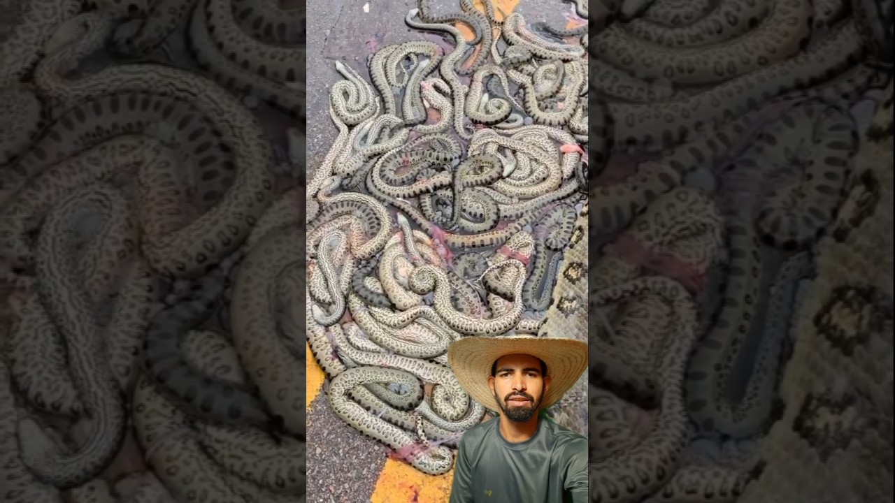 Sucur&iacute; Verde &eacute; Esmagada na BR e Ejeta mais de 40 filhotes #shorts #cobra #sucuri #animais #aventura