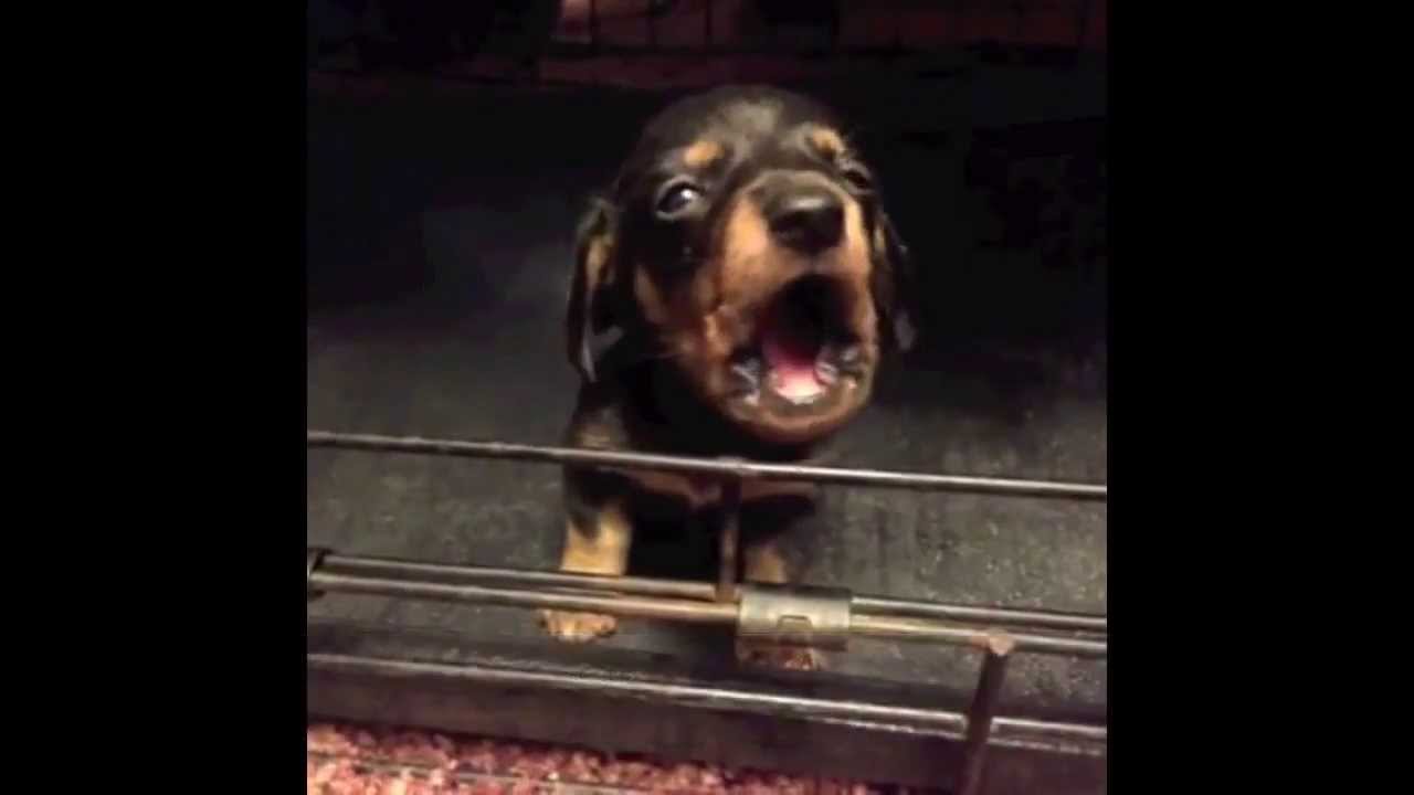 NEW Hilarious Vine Compilation 2013