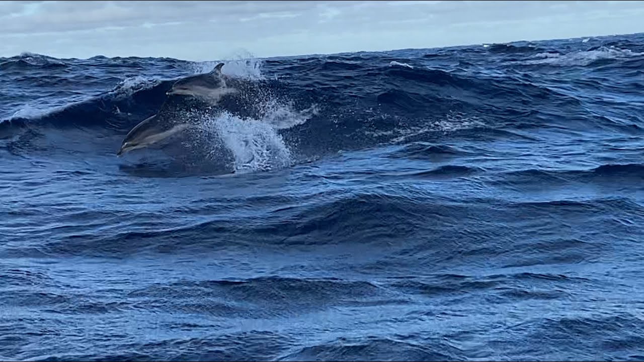 Fuengirola à Lanzarote, quand les dauphins me font perdre ma camera.