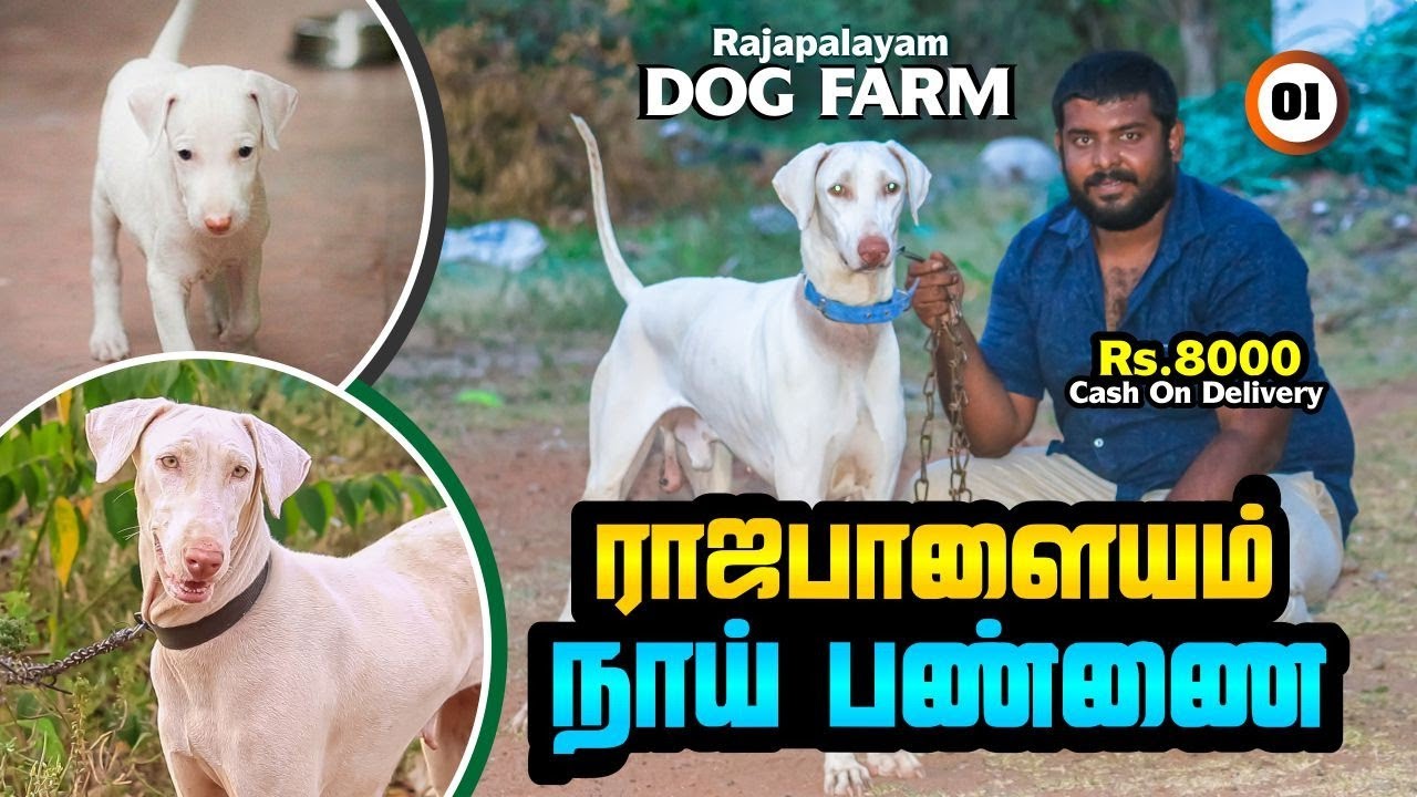 மிகப் பெரிய ராஜபாளையம் நாய் பண்ணை | TAMIL | Rajapalayam Dog | Native Breed | Indian Dog | Puppy Seal