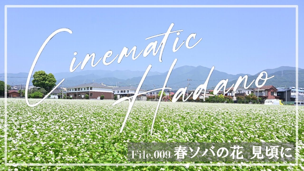 【Cinematic Hadano】File 009「春ソバの花　見頃に」