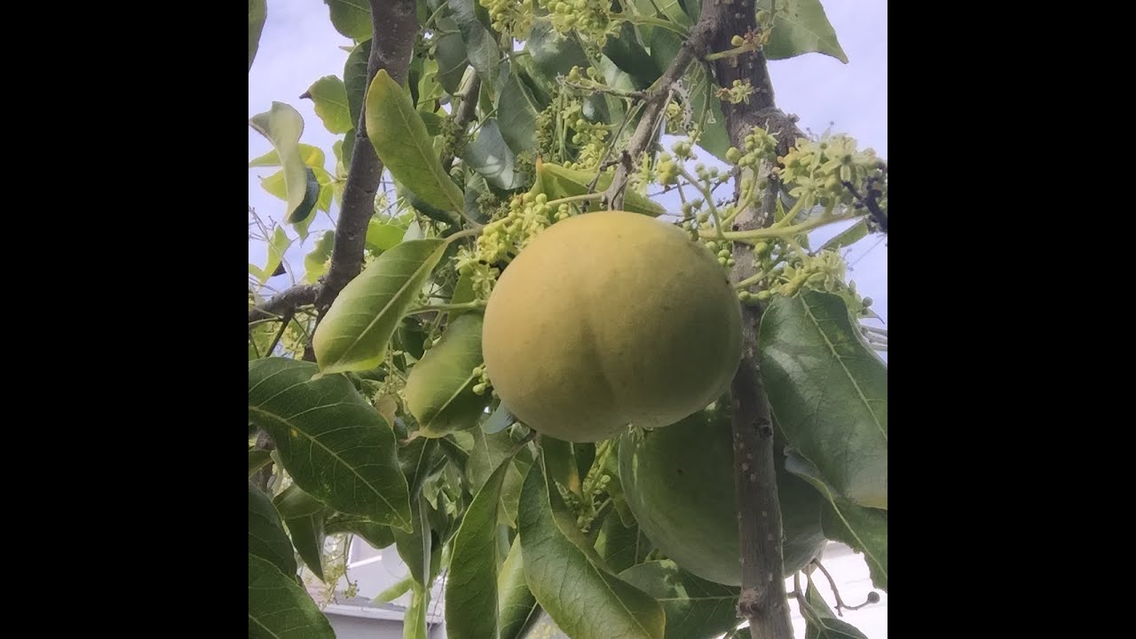 White Sapote Taste Test