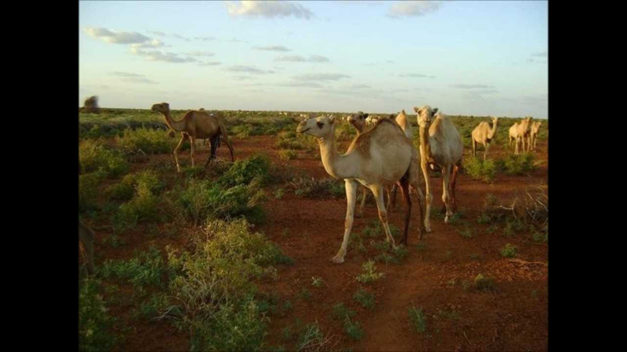 Cabdi Gahayr | Saynloow libaaxuba