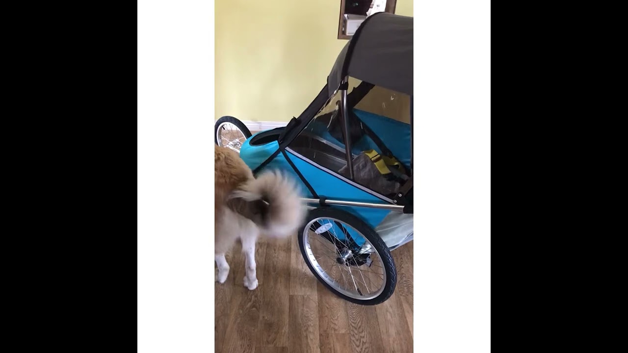 Special needs wike bike trailer