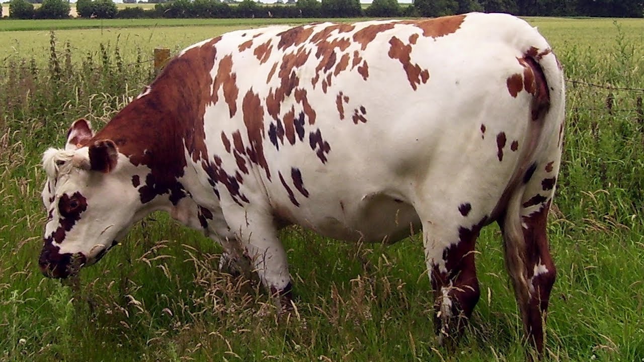 Normande Dairy Cattle | A True Dual Purpose Breed