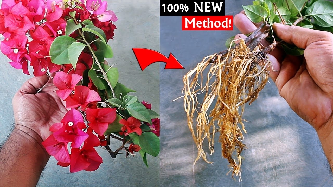 How To PROPAGATE Bougainvillea From Flowering Branches?
