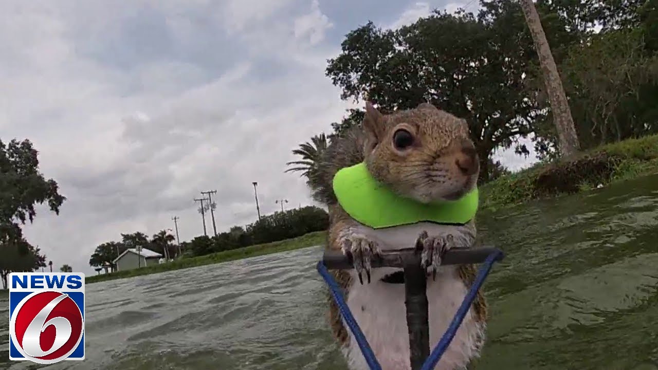 That Squirrel Can Waterski: Twiggy back to work after retirement