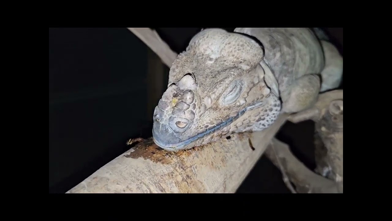 One of the most human-like behaviors I've ever seen from an iguana!