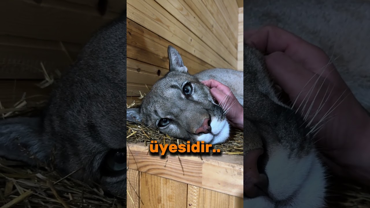Bu Kedi Evde Beslenir mi Ger&ccedil;ekten? 😱