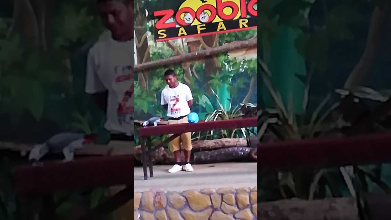 Animal Show at Zoobic Safari 4