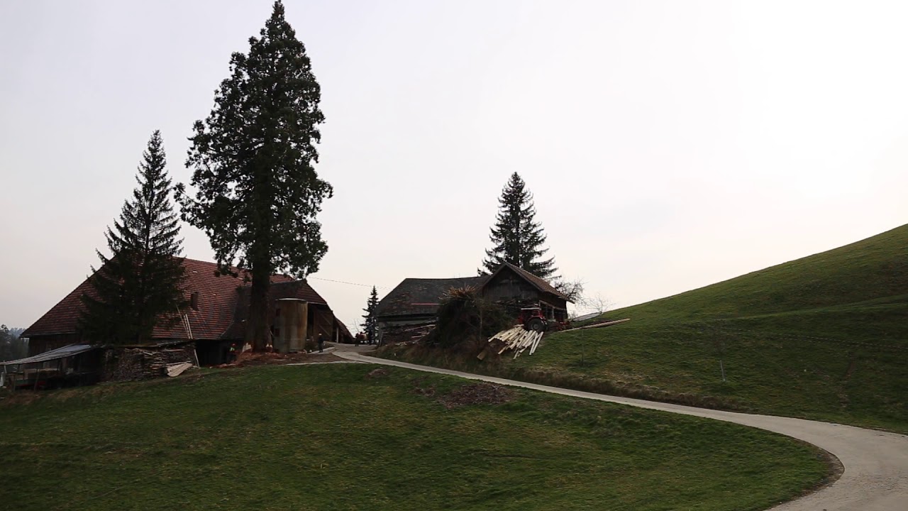Mammutbaum f&auml;llen in Sumiswald