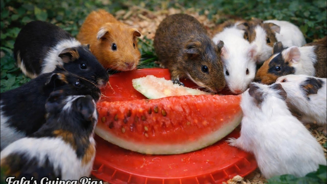 Must We Give Guinea Pigs Watermelons? | Fafa's Guinea Pigs 