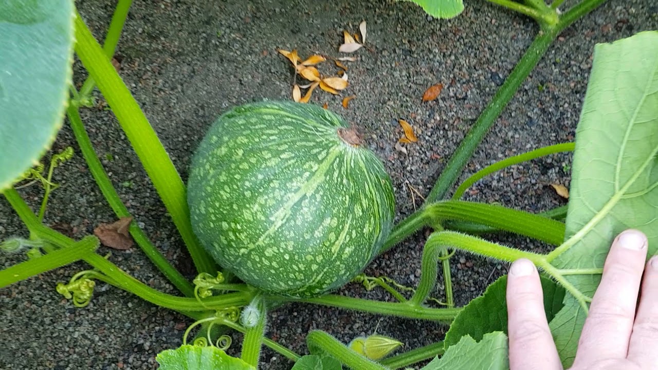 Odla pumpa från eget frö och självsådda plantor