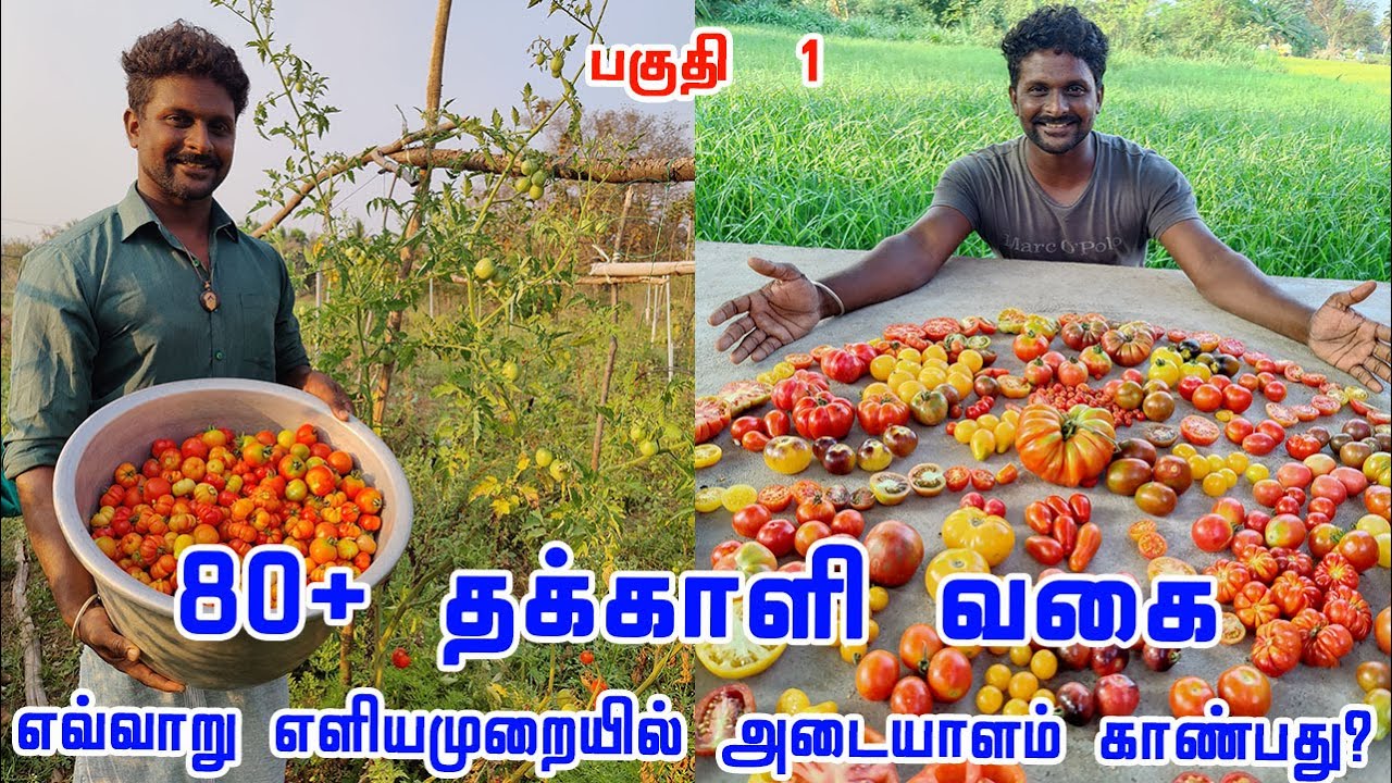 தக்காளியில் உள்ள 80+ ரகங்களை எவ்வாறு எளியமுறையில் அடையாளம் காண்பது? Types Of Tomato Part 1
