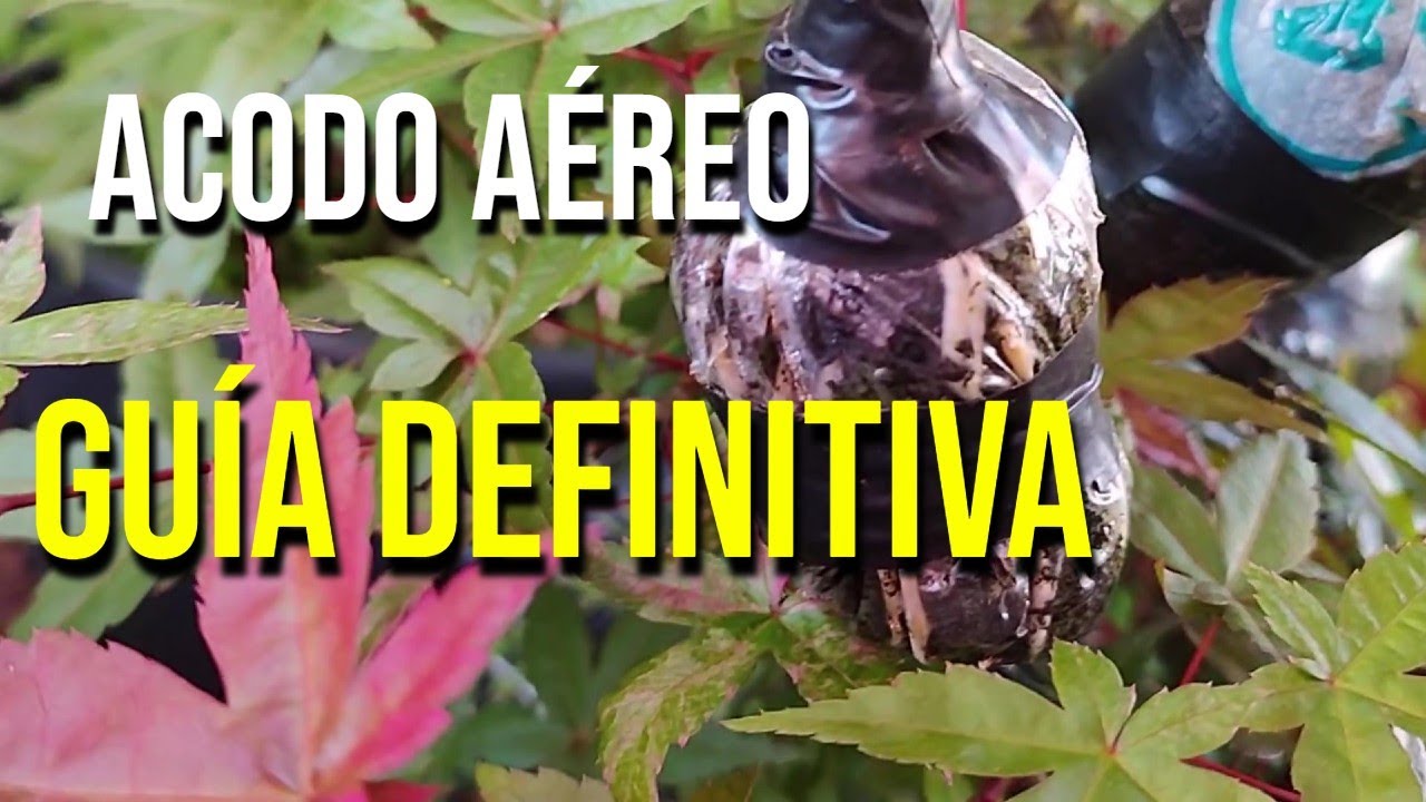 ✅Cómo entender Bien las Partes del Tronco de un Acer Palmatum - BONSAI
