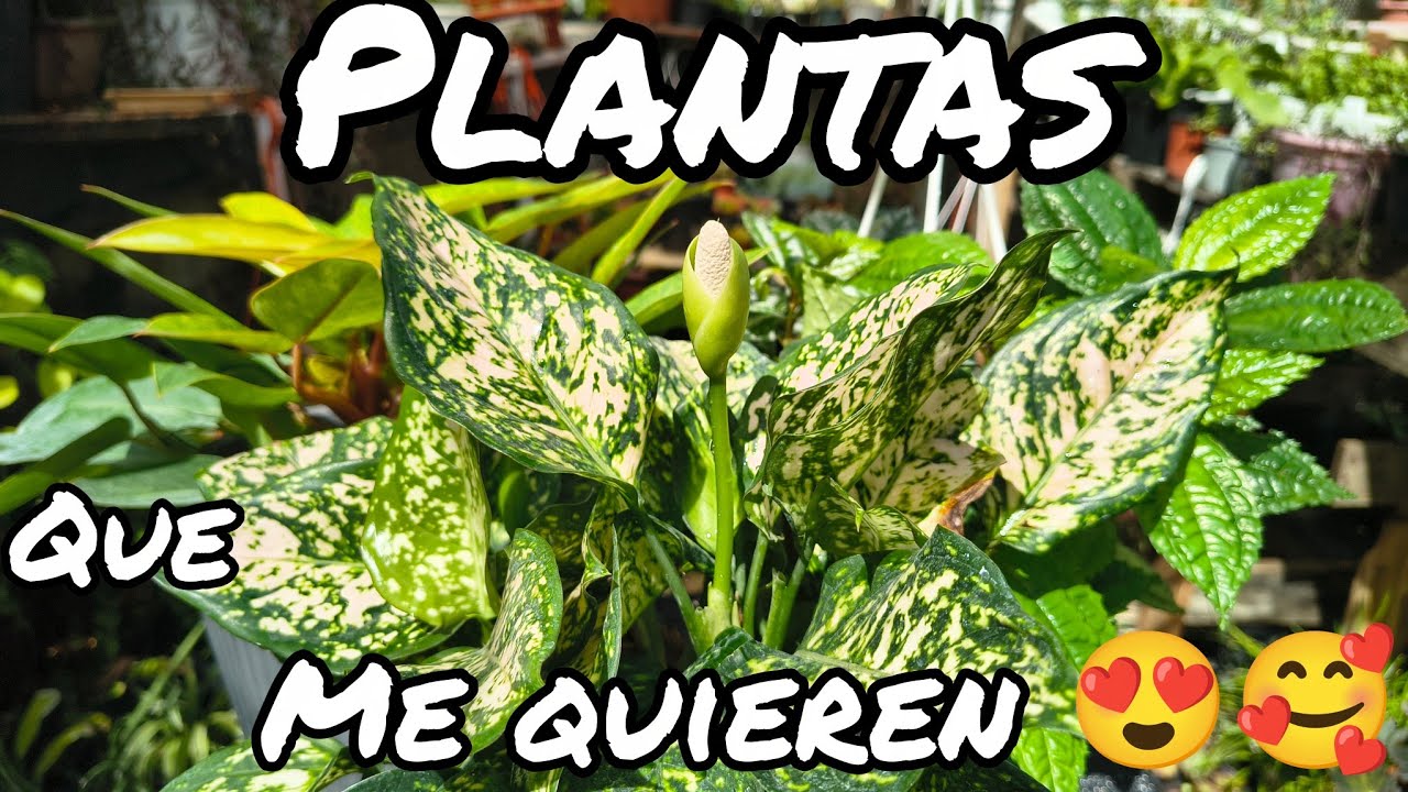 Plantas que me quieren.🥰😘😍
