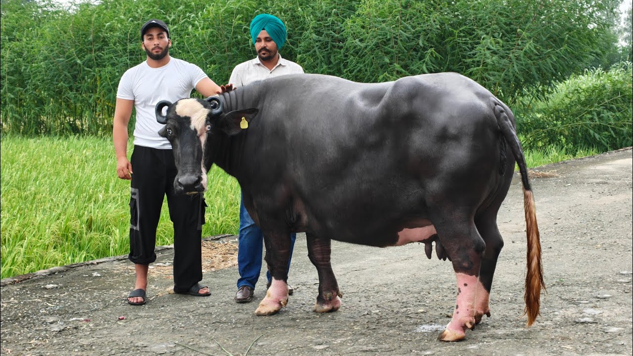 3 Animals for sale, 3 ਪਸ਼ੂ ਵਿਕਾਊ 