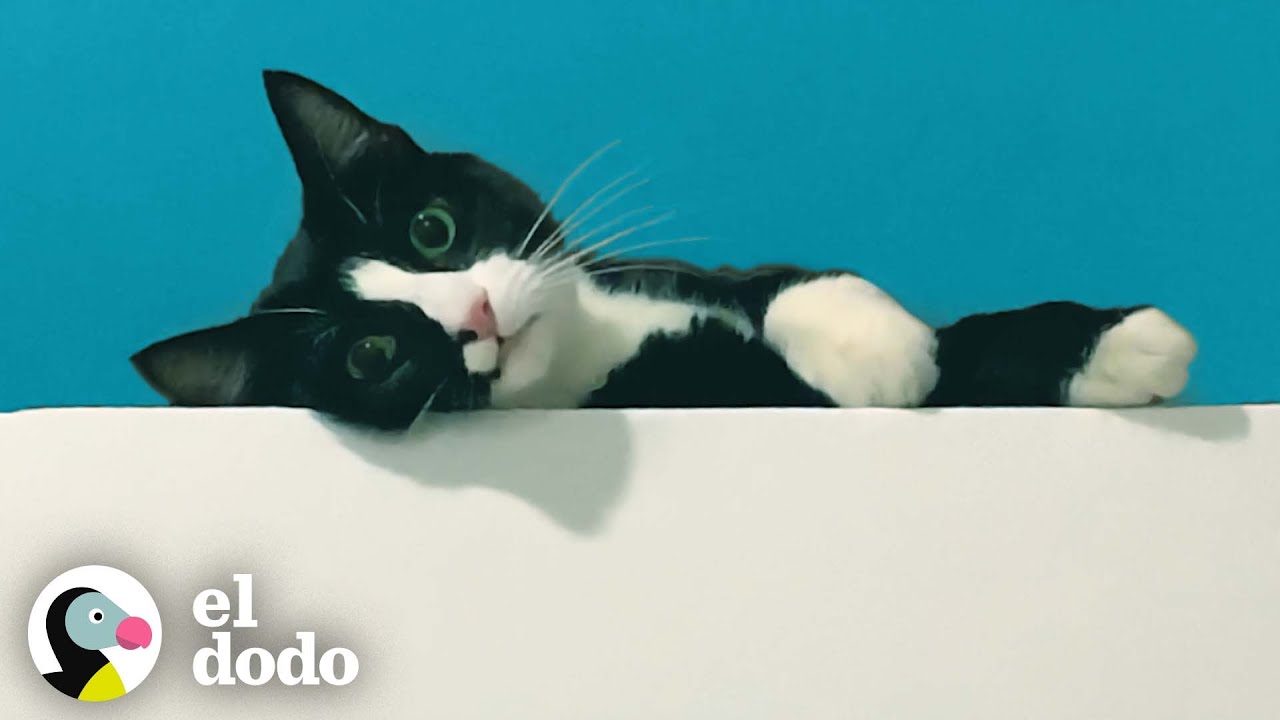 Gato leal siempre espera pacientemente mientras su pap&aacute; se ba&ntilde;a | El Dodo