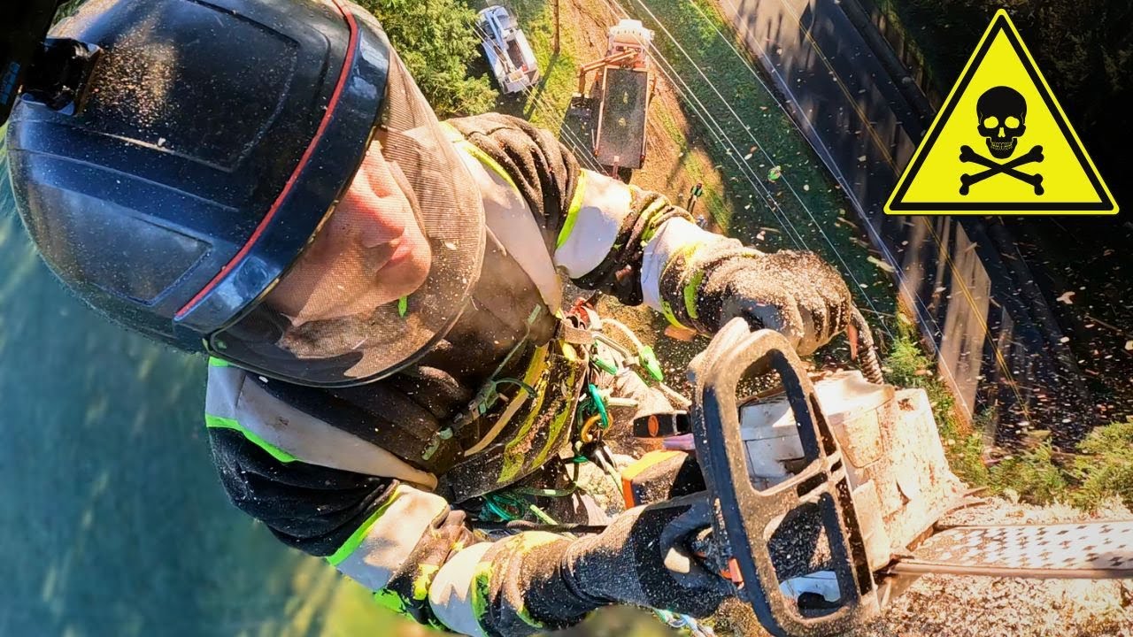 Climbing a Huge Broken Tree Before It Snaps In Half!