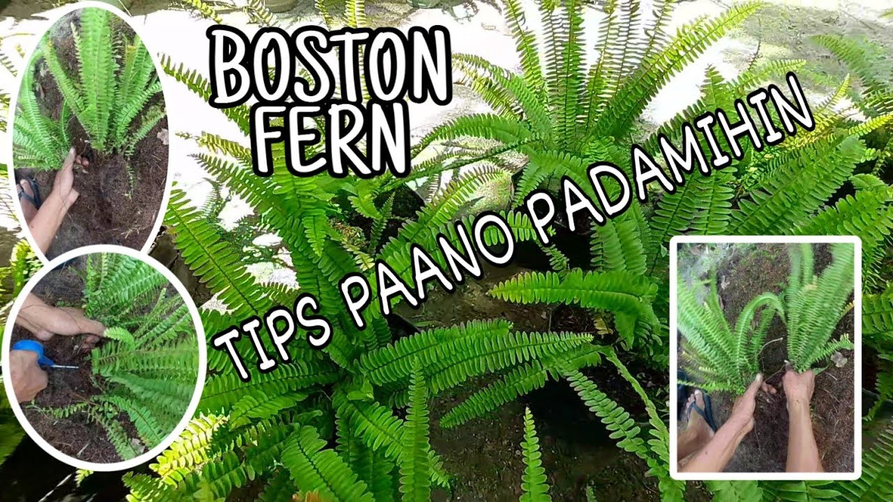 PAANO MAGPADAMI NG BOSTON FERN ||IBASCO FAMILY VLOG