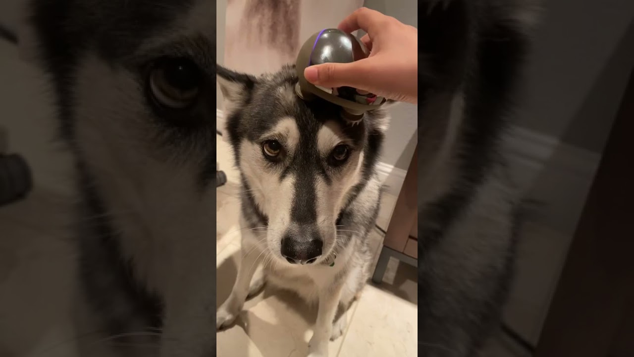 Husky reaction to head massage 