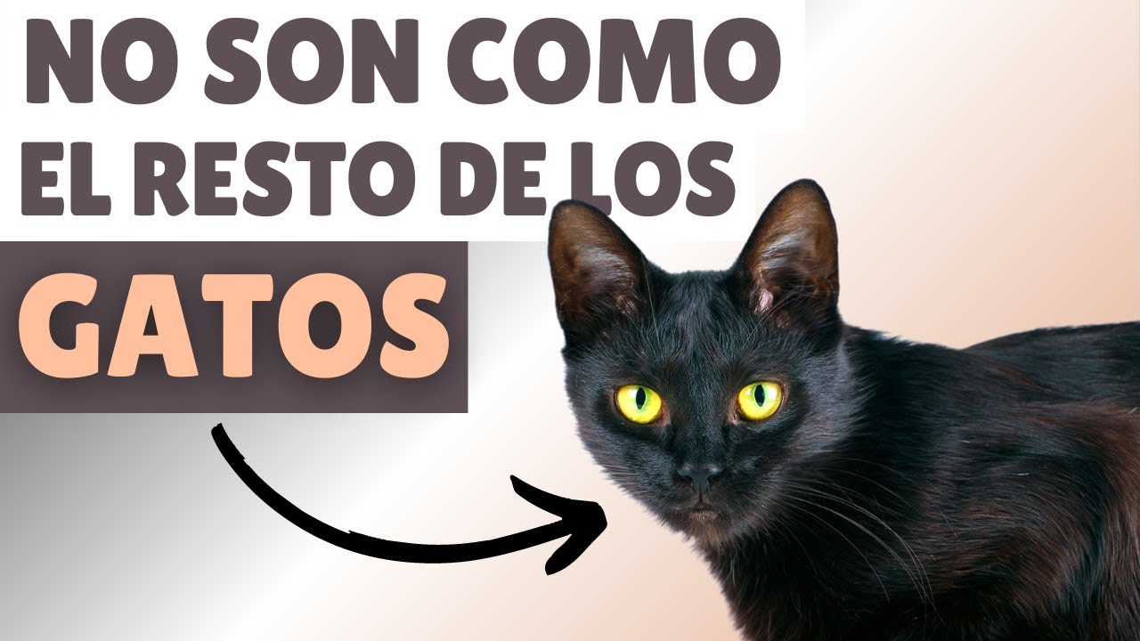 GATOS NEGROS ▶ 9 datos SORPRENDENTES ⚡