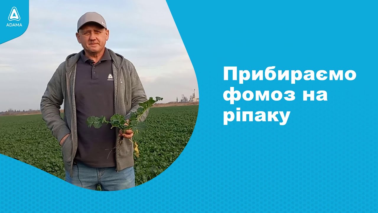 Прибираємо фомоз на ріпаку. #Агроподорож ADAMA.