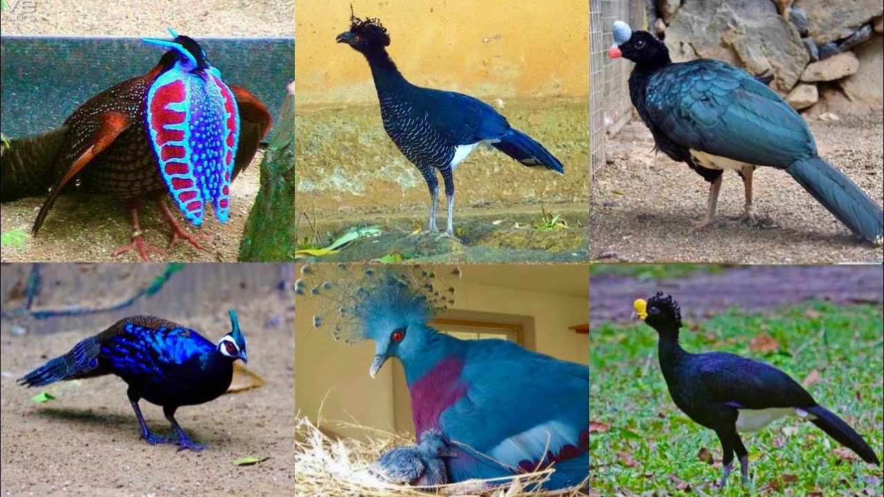 Ground Birds Ka Farm, Teetar, Chand Chakor, Pheasant Farming, Hen Hatching Eggs, Hsn Entertainment